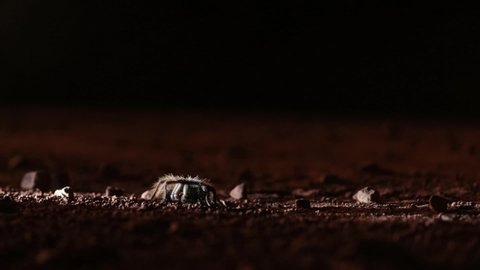 An Arizona blond tarantula uncurls and crawls away from the light on a dark night.