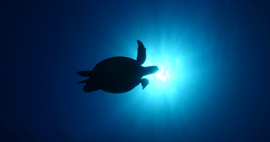 turtle underwater with sun beams and sun rays slow motion blue water ocean scenery  silhouette backgrounds Royalty-Free Stock Footage #1038452702