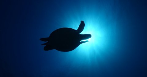 turtle underwater with sun beams and sun rays slow motion blue water ocean scenery  silhouette backgrounds