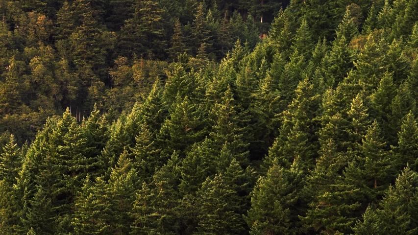 Mountains with dense evergreen pine trees in the Washington State mountains. Scenic nature long shot with windy trees. 