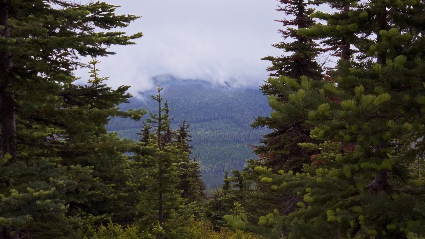 Mountains with dense evergreen pine trees in the Washington State mountains. Scenic nature long shot with windy trees. Mist and fog rolls behind the dense trees,