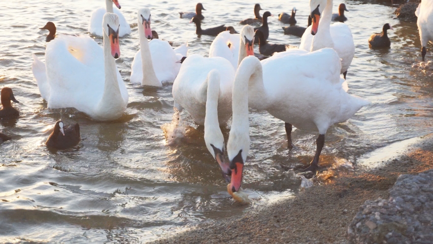 White swans on the lake. Swans are fed by people. Summer sunny day, the lake is filled with birds.