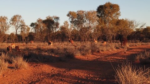 SLOW MOTION of a red kangaroo jumping over red sand of outback central Australia in the wilderness. Australian Marsupial in Northern Territory, Red Centre. Desert landscape at sunset. Macropus rufus