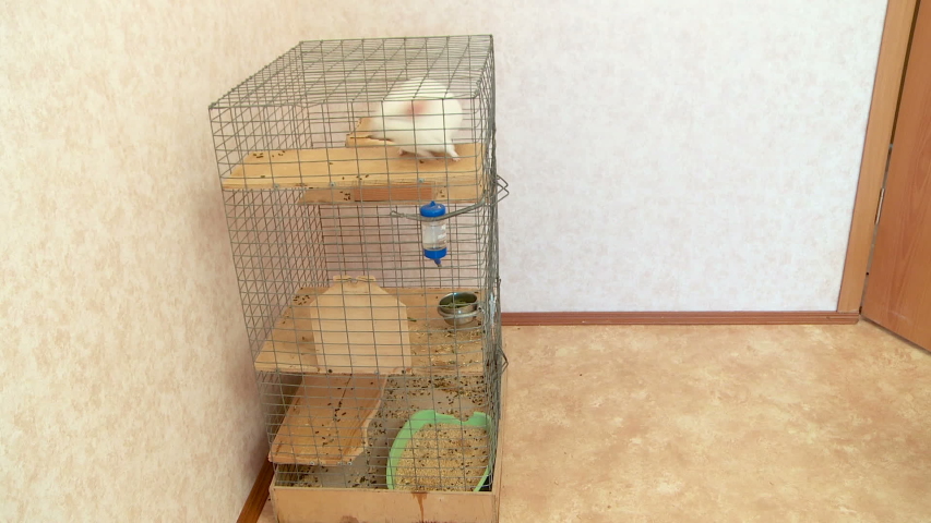 dog at home playing with chinchilla