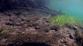 Underwater landscape in sunlight in water of Lena River in Siberia of Russia. Unique relaxation video about nature.