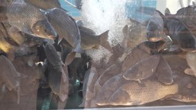 Carp fish swim in the supermarket aquarium