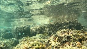 Underwater view of tropical seafloor in Guadeloupe, Caribbean sea