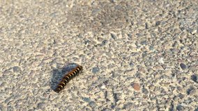 Large black caterpillar crawls on asphalt. Manual conducting of camera over insect. 4K video