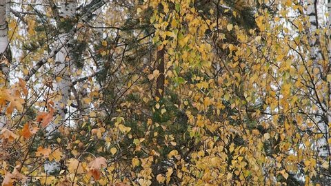 Autumn landscape close-up. Slow fall of yellow birch leaves in autumn.