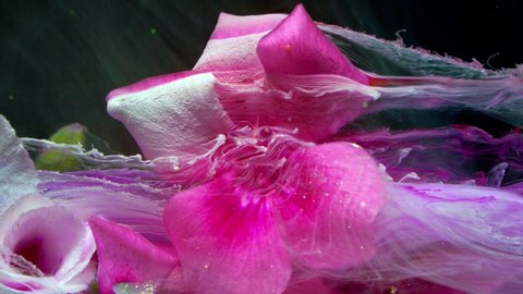 Pink flower of Geranium, Pelargonium, Geraniaceae.