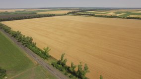 wheat field aerial photography, 4k video