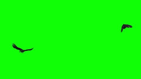 Two black birds as raven, crow,rook flying in loop. Realistic 3D model animation isolated on green screen. 