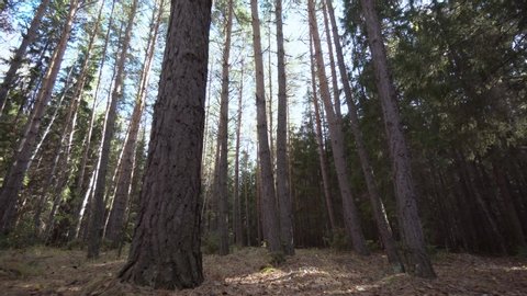 Steadicam movement while walking in lost wild autumn forest with tall fir trees.