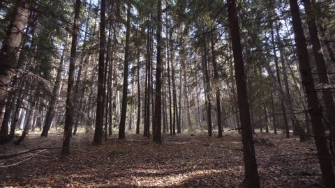 Woodland walk. Steadicam movement while walking in lost wild autumn forest.