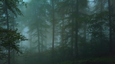 怖い謎の夜の森の中で古い木の周りを照らす超自然の妖精の蛍の光 4kでレンダリングされたシネマグラフ形式のファンタジーアニメーション の動画素材 ロイヤリティフリー Shutterstock