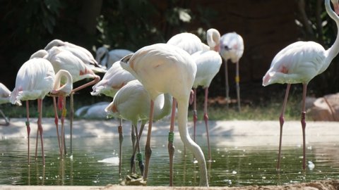 Amazing view of a group of white and pink flamingoes lowering their necks and seeking frogs and fish in a green fish in a zoo on a sunny day in summer