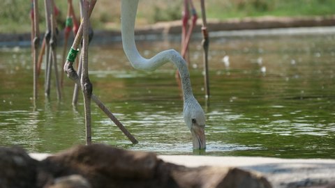 Exciting view of white and rose flamingoes with long necks seeking food in a pond on a sunny day in summer. They look funny, original and beautiful.