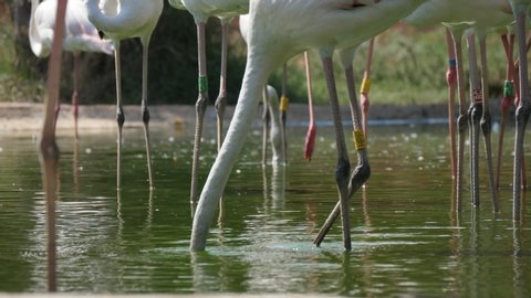 Impressive view of a group of white and pink flamingoes lowering their necks and seeking frogs and fish in a green pond in a zoo on a sunny day in summer