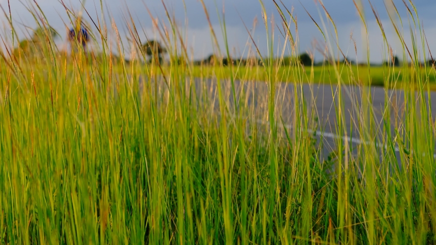 Green grass on the roadside