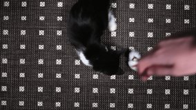 Black and white young cat playing lying on the floor with a toy on a rope