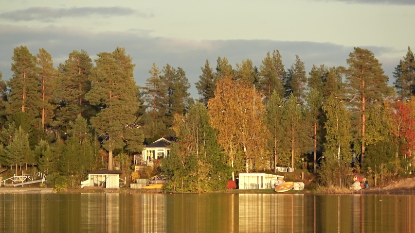Geese start to fly south for winter from the lake in Sweden, autumn day, sunset with gold forest and calm lake. Close up video with zoom