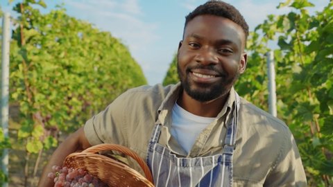 Happy proud winemaker of african ethnicity holding full basket of grapes smiling cheerfully staying in grape garden outdoor.
