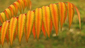colorful foliage on tree Hd Video Prores