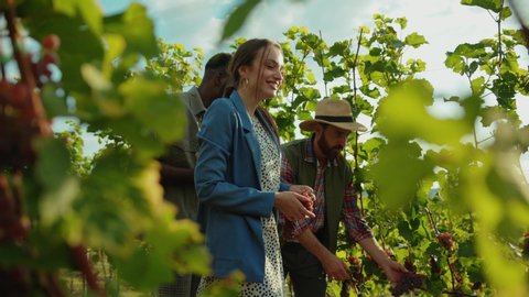 Grape grower guiding private tour for romantic wealthy couple. Happy man and woman laughing having great time while exploring grape garden on winery.