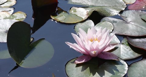 Decorative Pond In A Park With Blooming Water Lilies On A Windy Summer Day. Insects And Frogs Sitting On Wide Leaves Are Visible On Plants