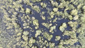 Spring overflow landscape, trees and bush impounded by spring high water, aerial video
