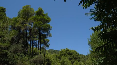 Pine trees and foliage in Evia, Greece