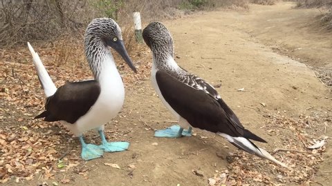 Two blue footed boobies showing their breeding dance