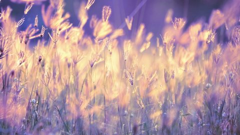 Slow motion grass movement by wind on sunset  Vídeo Stock