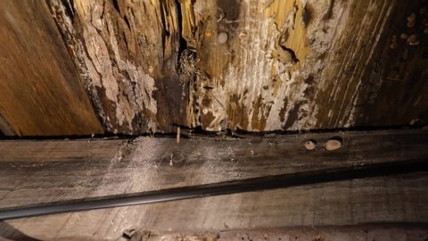 Indoor damp & air quality (IAQ) testing. A close-up & slow-mo clip of condemned wood structural support beams inside a domestic dwelling, rotting & infested with wood decay fungus (lignicolous fungi).