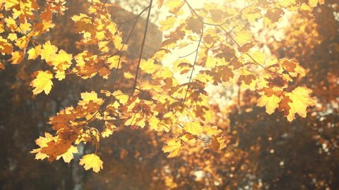 bright sunny autamn landscape with deep yellow Maple leaves against the sun light. fall season concept