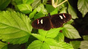 Close up video of a postman butterfly (Heliconius melpomene) perched on a green leaf. Shot at 120 fps.
