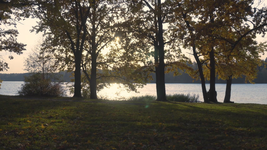 autumn sunset in an oak grove on the lake, dolly shot