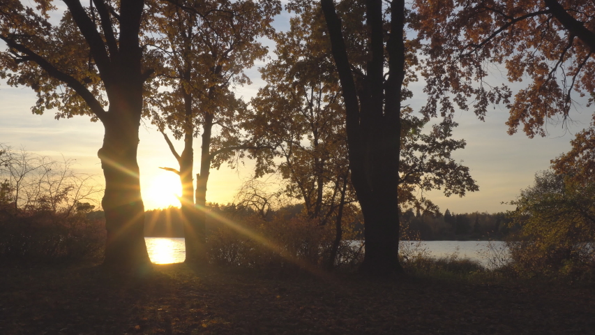 autumn sunset in an oak grove on the lake, dolly shot