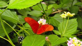 Close up video of a Julia butterfly (Dryas Julia) collecting nectar from lantana camara flowers. Shot at 120 fps.
