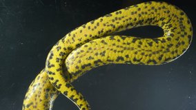 Video of yellow crawling anaconda with bottom view