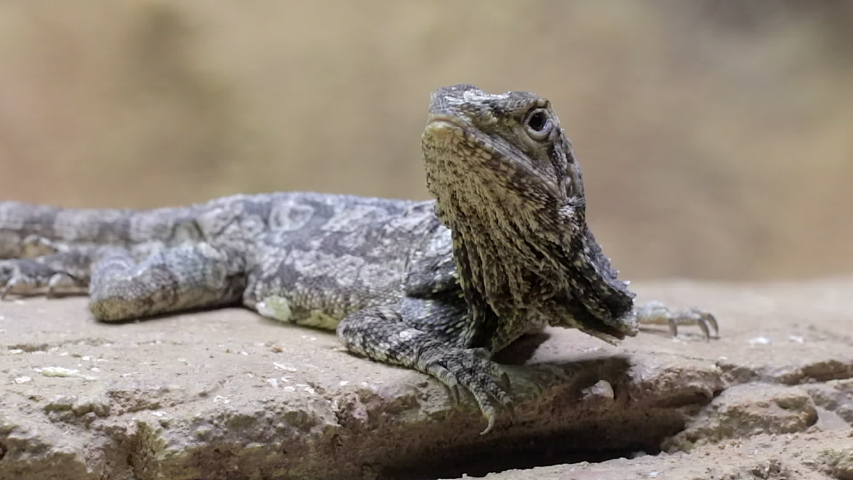A Frilled Lizard (Chlamydosaurus kingii) is standing still on top of a rock at Singapore river safari.