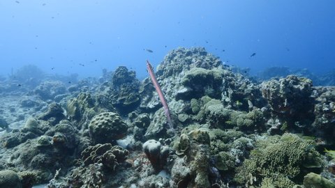 Seascape of coral reef in the Caribbean Sea around Curacao with Trumpetfish