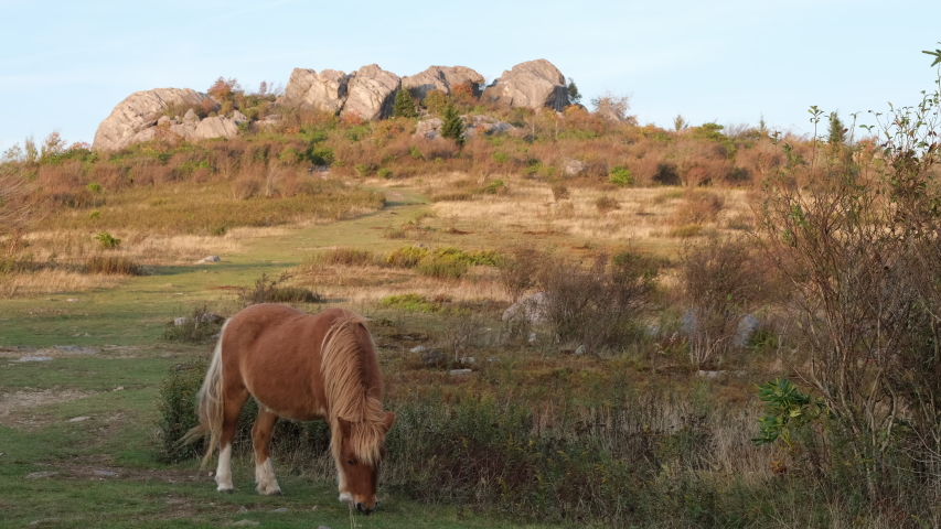 a brown, tan and cream colored wild pony with a magnificent long mane grazes in a golden meadow in Grayson Highlands State Park, Virginia USA