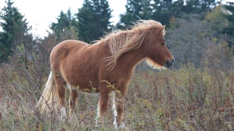 a brown, tan and cream colored wild pony with a magnificent long mane grazes in a golden meadow in Grayson Highlands State Park, Virginia USA Stock Video