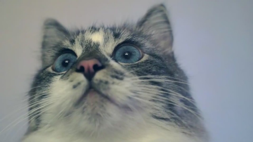 Portrait of an adult fluffy gray blue-eyed cat who is carefully looking .close-up.shallow depth of field 