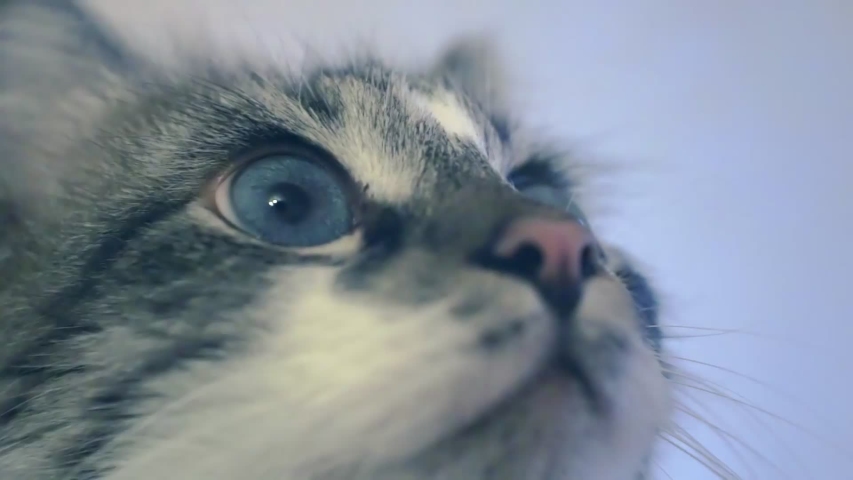 Portrait of a surprised cat.fluffy gray blue-eyed cat is looking at the camera.close-up.shallow depth of field