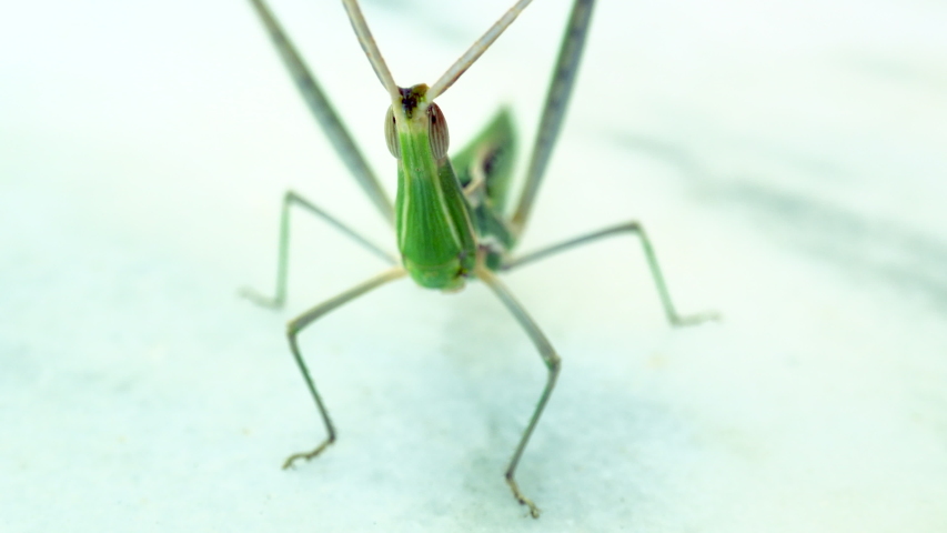 Stick insect on ground in garden