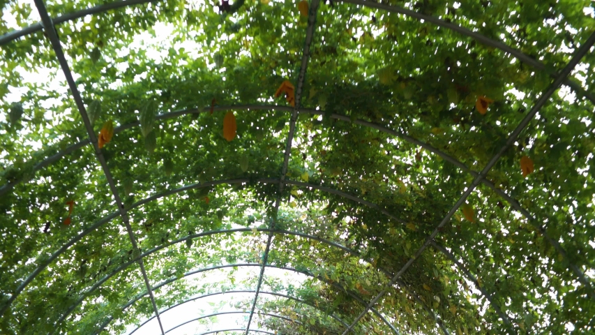 tunnel made by flowers and green plants, good to walk 