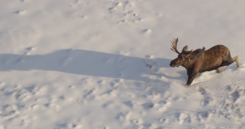Aerial helicopter wide shot, tracking behind lone bull moose running through the snowy Alaskan tundra, drone footage
