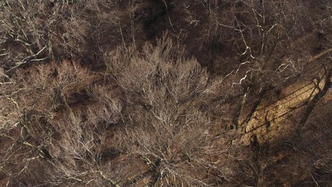 Bare trees in a late autumn forest aerial drone view treetops